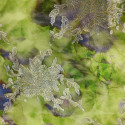 Metallic silk jacquard green/purple tie-dye gradient on a gold chiffon background (1.40 meters)