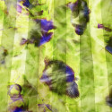 Green and purple tie and dye printed silk chiffon fabric with satin stripes Green and purple tie and dye printed silk chiffon fabric with satin stripes